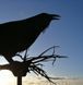 Флюгер на дах Ворон, вітряк на будинок 1275499080 фото 4